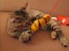 vorwitzige Maine Coon Hauskatzendame