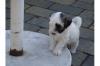 Tibet Terrier,  die Total Süßen sind wieder da.....