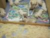 Labrador Welpen 