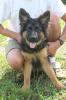 Schäferhundwelpen vom Weltsieger 2010