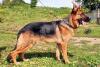 Schäferhund Rüde,  11 Monate