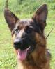 Super Schäferhund Rüde,  11 Monate