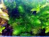 Rotstängeliges Hornblatt „Mexiko“,  Bündel,  Aquarienpflanzen (Versand/  Abholung)