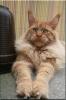 Wunderschöne, typvolle Maine Coon Kitten abzugeben.....