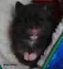 Hamster/  Teddyhamster -Männchen aus artgerechter Hobbyzucht