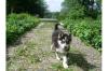Siberian Husky Welpen mit VDH /  DCNH /  FCI Papiere!