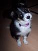 Charlie,  wunderschöner BorderCollie-Mixrüde,  kastriert