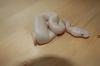 Python regius NZ 2011 Butter, Butterpastel, Lesser, Blue Ey Lucy, Lesserbee und Past