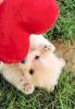 Zwergspitz /  Pomeranian & Kleinspitz Welpen