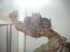45128 - 2 Degus (w, 9 Mon.) suchen dringend ein neues Zuhause
