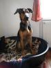 Dobermann /  Schäferhund Mix