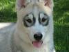 Siberian Husky Welpe 14 Wo mit FCI/ VDH/ DCNH-Papieren