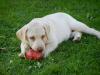wunderschöne,  reinrassige Labradorwelpten aus Familienzucht zu verkaufen