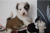 wunderschöne Tibet Terrier Welpen