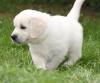 Süße cremefarbene Golden Retriever Welpen