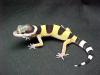Leopardgecko NZ 2011 abzugeben