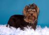 Yorkshire-Terrier Wurfankündigung zum 27.10.2011