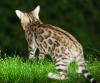 Bengalkatzen, Bengalkatze