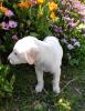 Eni sucht ein passendes Zuhause