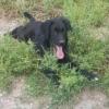 Buddy - ein kleiner Sonnenschein auf 4 Pfoten