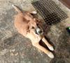 Bibi sucht ein passendes Zuhause