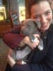 Wunderschöne Pitbull Welpen abzugeben,  Bielefeld