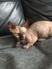 Sphynx Kätzchen für Ihr Zuhause !!