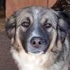 Darla - sucht ein Zuhause ohne kleine Kinder
