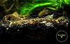 Ancistrus,  Welse,  reinerbig,  ab 2€ (Versand/  Abholung)
