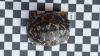 2 Strahlenschildkröten,  Astrochelys Radiata NZ 23 