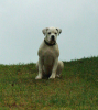 Redwoods American Bulldogs