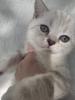 BKH Kitten Abgabebereit