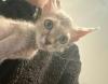 Sphynx Kitten,  männlich.