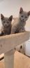 Russisch blau Kitten reinrassig 20.11.2024