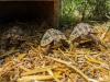 Griechische Landschildkröten (Testudo hermanni) Nachzuchten aus 2019,  2021 und 2