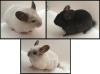3 Weibliche Chinchillas