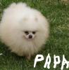 Welpe pomeran