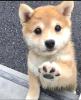 Reinrassige Shiba Inu Welpen.