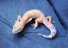 Leopardgeckos HP AKTUALISIERT