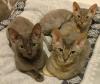 Sehr seltene German Rex Kitten,  vom Vereins Züchter mit Papieren