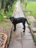 Cash sucht dringend neues Zuhause