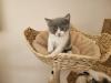 BKH Kitten reinrassig abholbereit