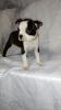 BOSTON TERRIER WELPEN