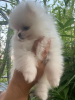 Reinrassige Pomeranian Zwergspitz Welpe