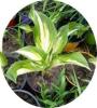 Biete: Funkien (Hosta),  Blumen.