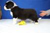 Bearded Collie Welpen von Nonchalance