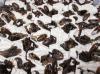 1/  2 kg adulte argentinische Waldschaben ( Blaptica dubia) 25 EUR