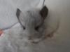 Chinchilla Jungtier Weiss Schecke Männchen