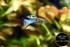 Endler,  Guppy,  reinerbig,  ab 1,  50€ (Versand/  Abholung)