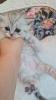 Bkh  kitten /  Tabby